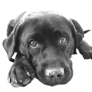 Fundraising Page: Pauline Pinto